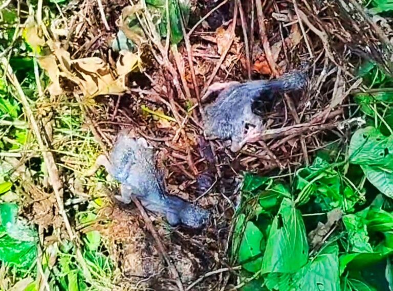 Destruction of Bird Colony in Bogura Results in Mass Death of Asian Openbill Chicks