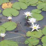 Vibrant Blooms of Water Lilies and Lotuses Transform Hail Haor into Seasonal Sanctuary