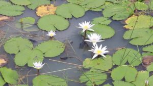 Vibrant Blooms of Water Lilies and Lotuses Transform Hail Haor into Seasonal Sanctuary