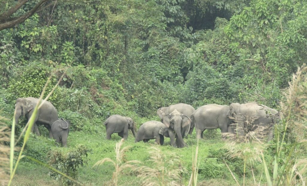 Shrinking Habitat and Food Scarcity Fuel Human-Elephant Conflict in Bangladesh Forests