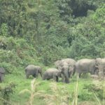 Shrinking Habitat and Food Scarcity Fuel Human-Elephant Conflict in Bangladesh Forests