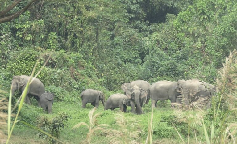Shrinking Habitat and Food Scarcity Fuel Human-Elephant Conflict in Bangladesh Forests
