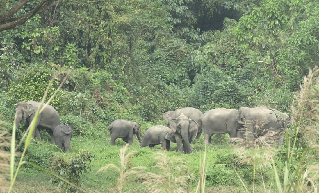 Shrinking Habitat and Food Scarcity Fuel Human-Elephant Conflict in Bangladesh Forests