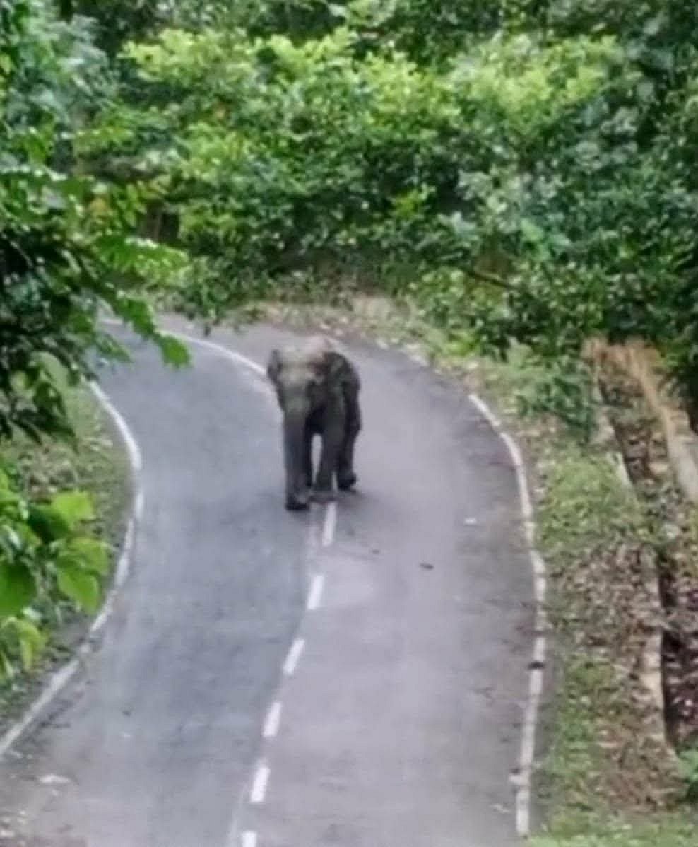 Wild elephant herd blocks traffic on Kaptai-Rangamati highway for three hours