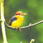 Rare Oriental Dwarf Kingfisher Sighted and Documented in Moulvibazar Amid Conservation Concerns