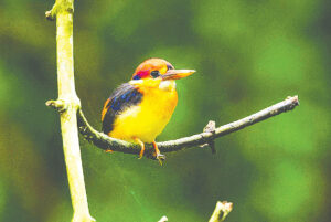 Rare Oriental Dwarf Kingfisher Sighted and Documented in Moulvibazar Amid Conservation Concerns