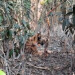 Sundarban Forest Department reports success in wildlife conservation through new parallel line searching patrol tactics