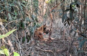 Sundarban Forest Department reports success in wildlife conservation through new parallel line searching patrol tactics