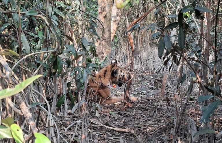Sundarban Forest Department reports success in wildlife conservation through new parallel line searching patrol tactics