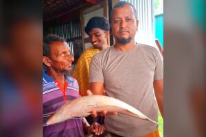 Two Large Hilsa Caught in Meghna River Sold for 15,000 Taka in Monpura
