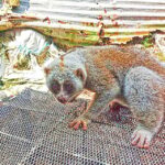 Study reveals poor release protocols turn Lawachara National Park into death trap for rescued slow lorises