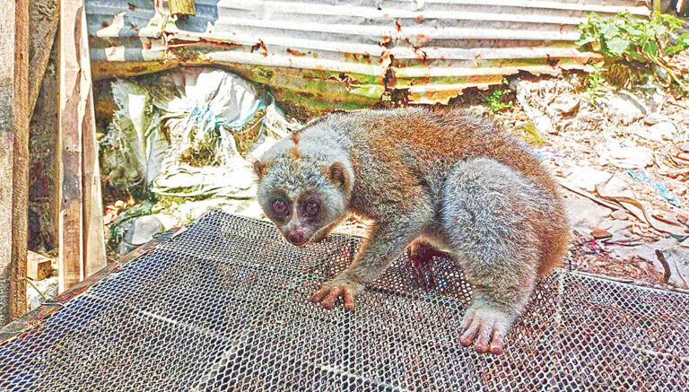 Study reveals poor release protocols turn Lawachara National Park into death trap for rescued slow lorises