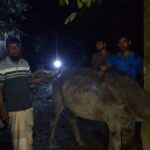 At least three buffaloes die and 25 fall ill after grazing on poisoned grass in Patuakhali Bauphal