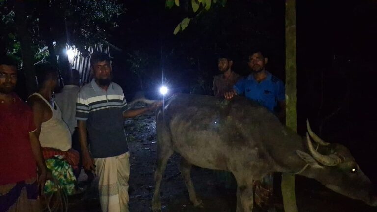 At least three buffaloes die and 25 fall ill after grazing on poisoned grass in Patuakhali Bauphal