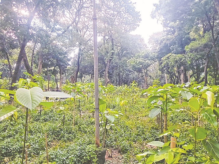 Dhaka University Professor Launches Bangla-Waki Initiative to Preserve Endangered Native Tree Species