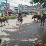 Khulna residents face safety hazards as stray cattle continue to roam city streets despite municipal warnings