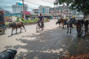 Khulna residents face safety hazards as stray cattle continue to roam city streets despite municipal warnings