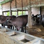 Former Corporate Professional Transforms Into Successful Livestock Entrepreneur in Dinajpur