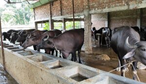 Former Corporate Professional Transforms Into Successful Livestock Entrepreneur in Dinajpur