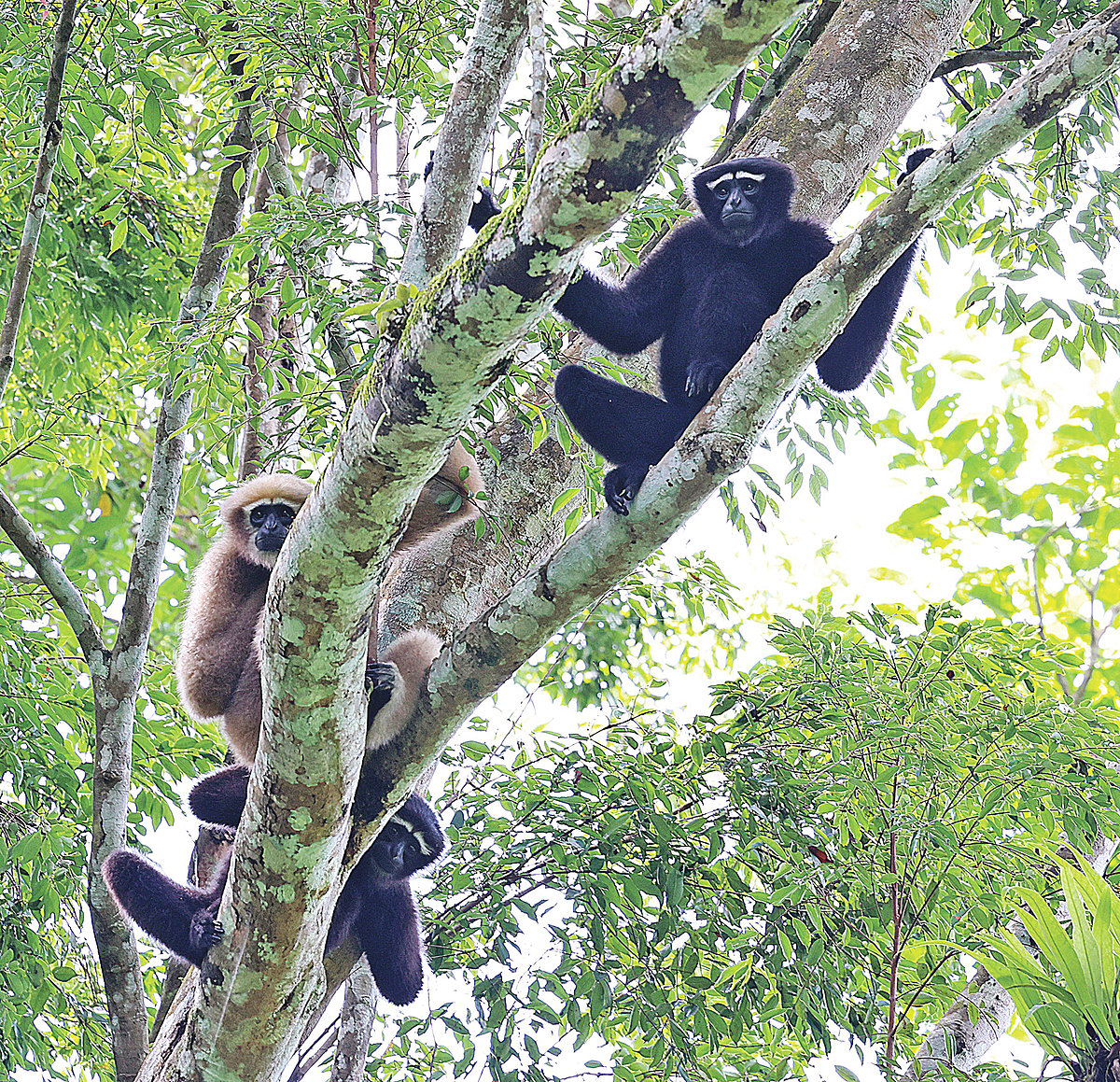 Hoolock Gibbon Populations Face Critical Habitat Challenges in Bangladesh Amid Conservation Efforts