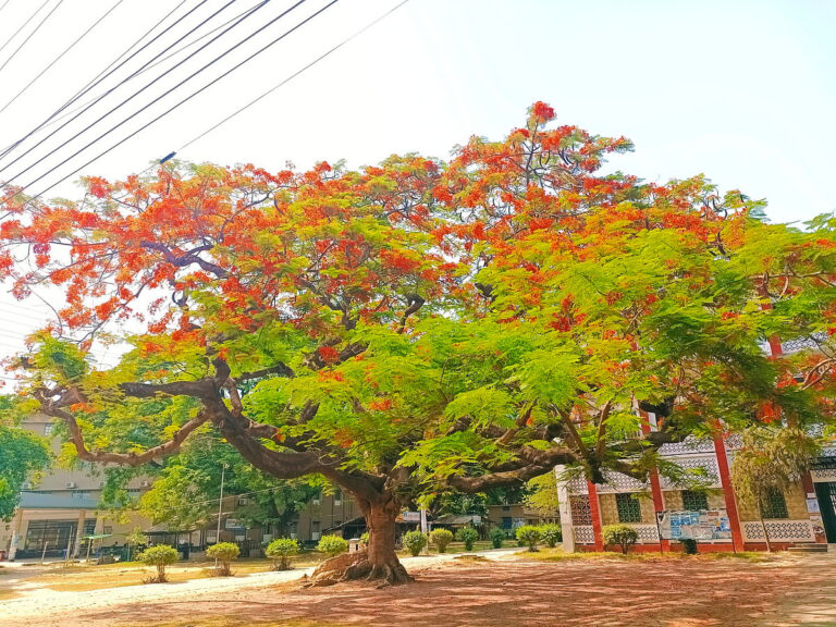 Historic Krishnachura tree collapses at Rajshahi University campus leaving students and faculty in mourning