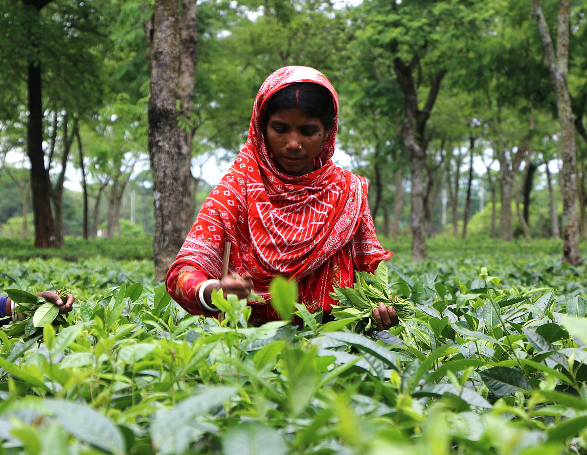 Panchagarh Tea Garden Workers Transition to Digital Payroll System via bKash