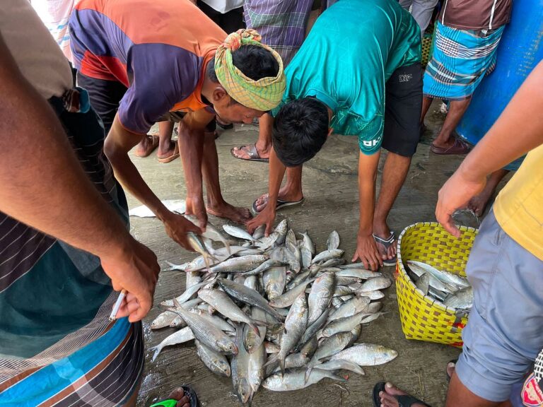 Chittagong Hilsa Catch Surges to 1500 Tons While Retail Prices Remain High