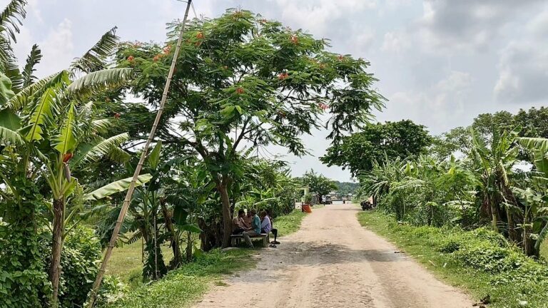 Naraile initiative honors liberation war history with memorial forest of 1971 trees