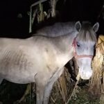 Police investigate suspected illegal horse meat trafficking ring in Jhenaigati