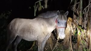 Police investigate suspected illegal horse meat trafficking ring in Jhenaigati