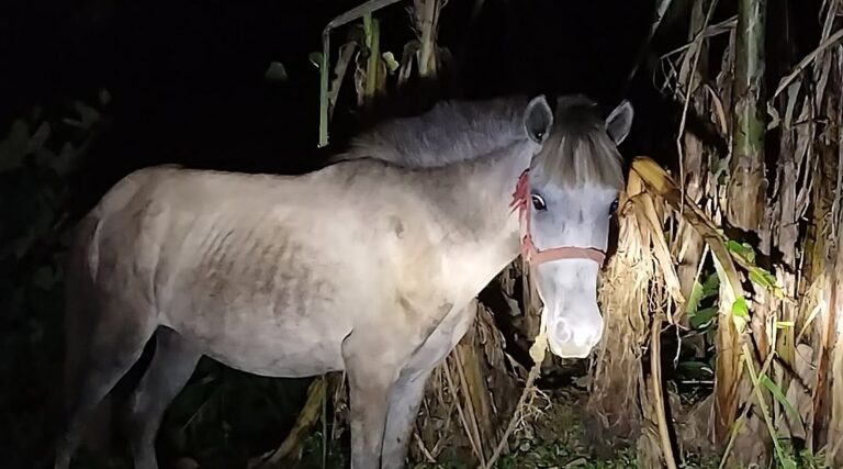 Police investigate suspected illegal horse meat trafficking ring in Jhenaigati