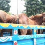 Ten Horses Slaughtered at Abandoned Property in Tangail Prompt Police Investigation