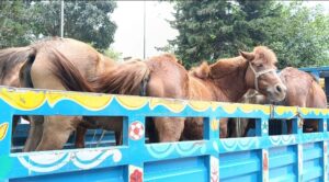 Ten Horses Slaughtered at Abandoned Property in Tangail Prompt Police Investigation