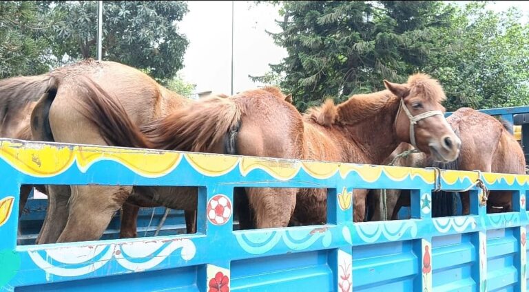 Ten Horses Slaughtered at Abandoned Property in Tangail Prompt Police Investigation
