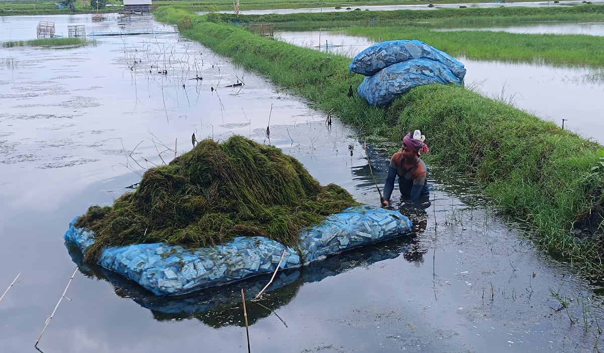Satkhira laborers turn surplus pond moss into sustainable income source for fish farmers