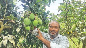 New Late-Season Mango Variety Kalyanbhog Gains Popularity Among Bangladeshi Farmers