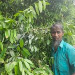 Bay Leaf Cultivation Transforms Livelihoods of Hundreds of Farmers in Kaunia