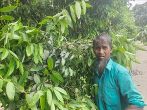 Bay Leaf Cultivation Transforms Livelihoods of Hundreds of Farmers in Kaunia