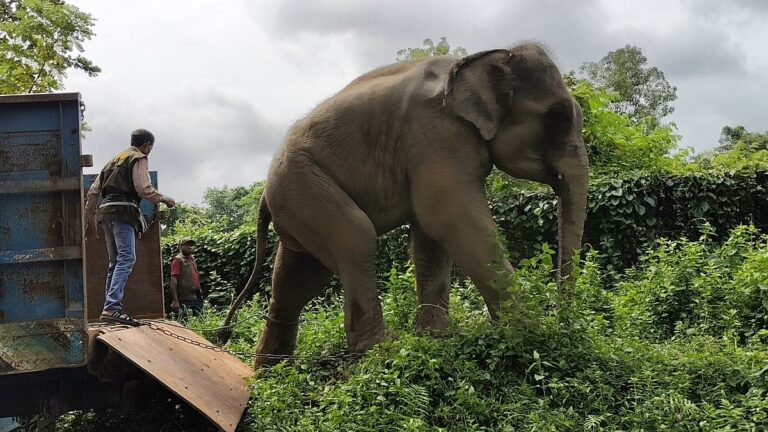 Forest Department Reclaims Two Elephants From Custodians Following Breach of Conditions