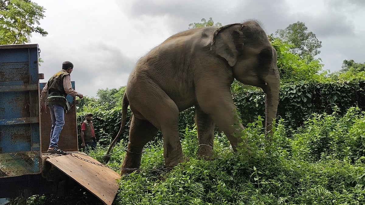 Forest Department Reclaims Two Elephants From Custodians Following Breach of Conditions