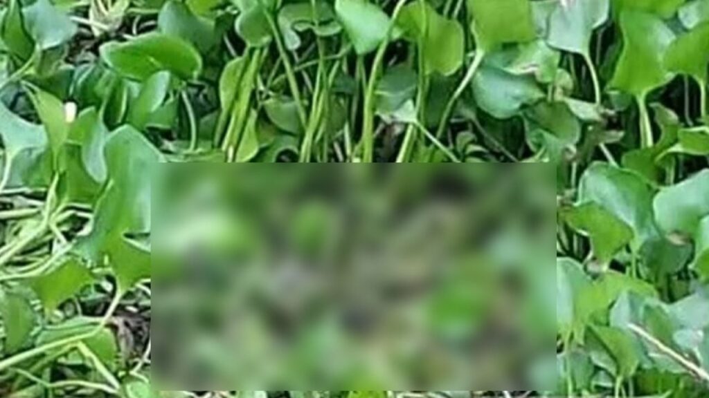 সিরাজগঞ্জে খাল থেকে অটোরিকশা চালকের অর্ধগলিত মরদেহ উদ্ধার
