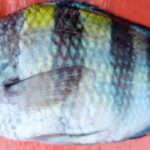 কুয়াকাটার গভীর সমুদ্রে জেলের জালে বিরল প্রজাতির সার্জেন্ট মেজর মাছ ধরা পড়েছে