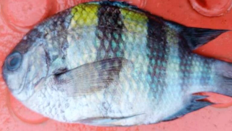 কুয়াকাটার গভীর সমুদ্রে জেলের জালে বিরল প্রজাতির সার্জেন্ট মেজর মাছ ধরা পড়েছে