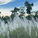 শ্রীমঙ্গলের ভুরভুরিয়া ছড়ার তীরে কাশফুলের অপরূপ সৌন্দর্য উপভোগে পর্যটকদের ভিড়