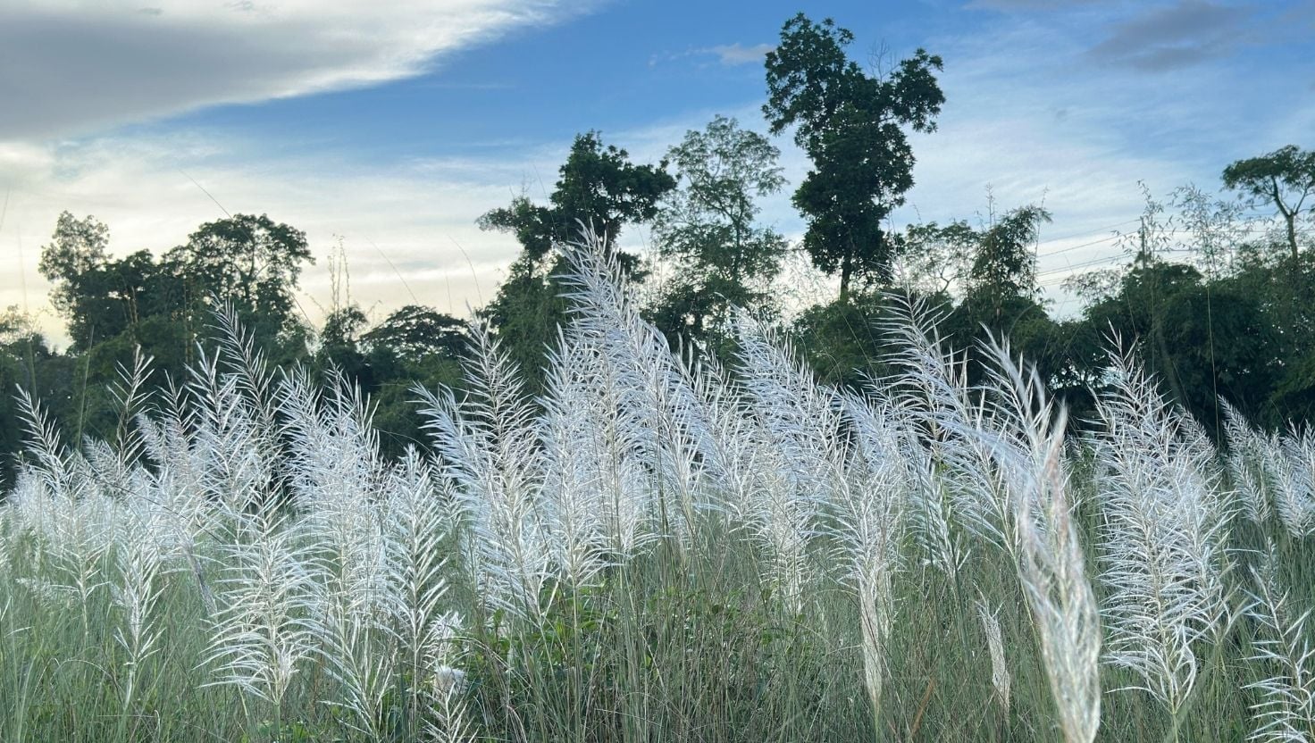 শ্রীমঙ্গলের ভুরভুরিয়া ছড়ার তীরে কাশফুলের অপরূপ সৌন্দর্য উপভোগে পর্যটকদের ভিড়