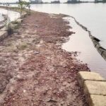 নেত্রকোনায় ফসলরক্ষা বাঁধের দুই হাজার ব্লক লুট হাওরজুড়ে আতঙ্কে কৃষক