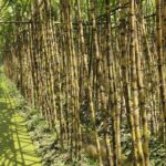 কুমিল্লার বরুড়ায় আখের বাম্পার ফলন ও ভালো দামে হাসি ফুটেছে চাষিদের মুখে