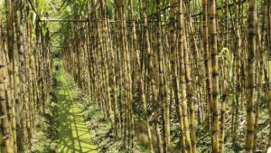 কুমিল্লার বরুড়ায় আখের বাম্পার ফলন ও ভালো দামে হাসি ফুটেছে চাষিদের মুখে