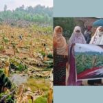 নওগাঁয় মামলা তুলে নিতে হুমকি, ২২ বিঘা জমির ১৩ হাজার কলাগাছ কর্তন