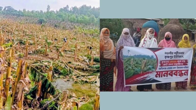 নওগাঁয় মামলা তুলে নিতে হুমকি, ২২ বিঘা জমির ১৩ হাজার কলাগাছ কর্তন